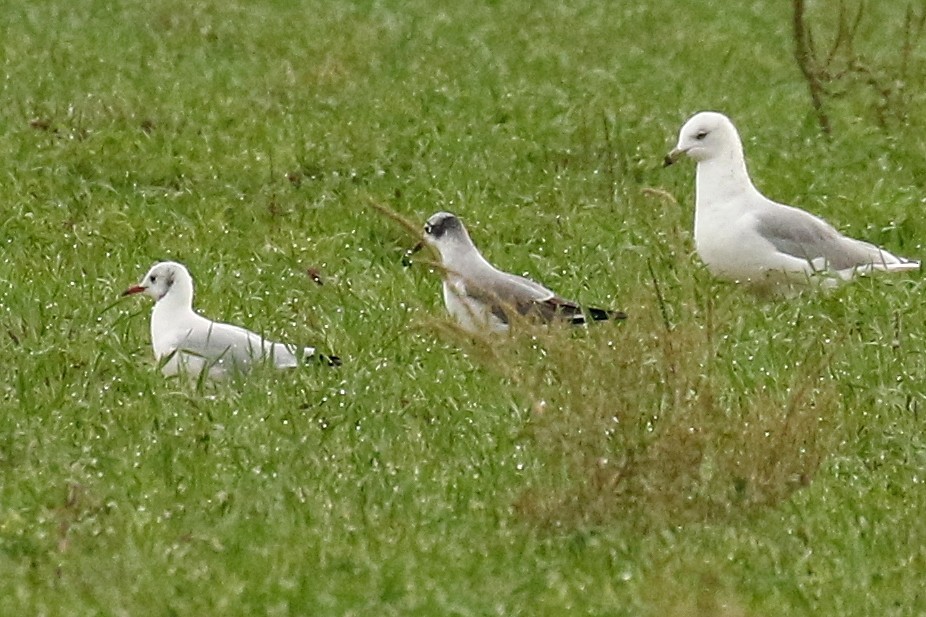 Black-headed Gull - ML642762764