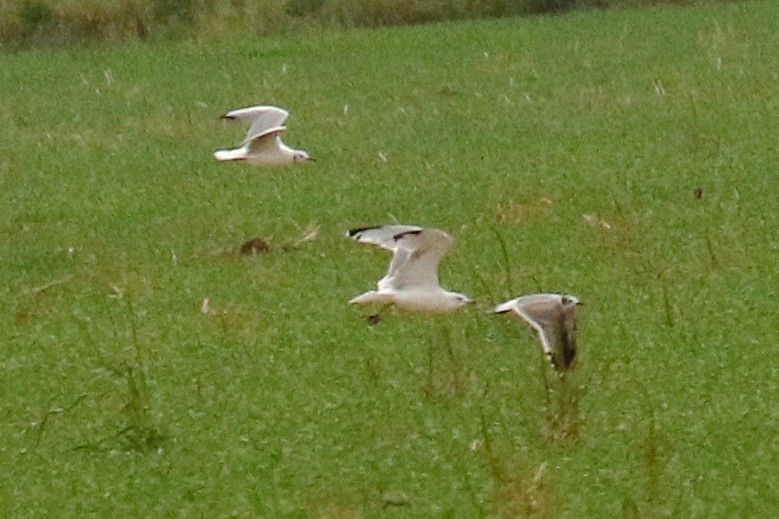 Black-headed Gull - ML642762769