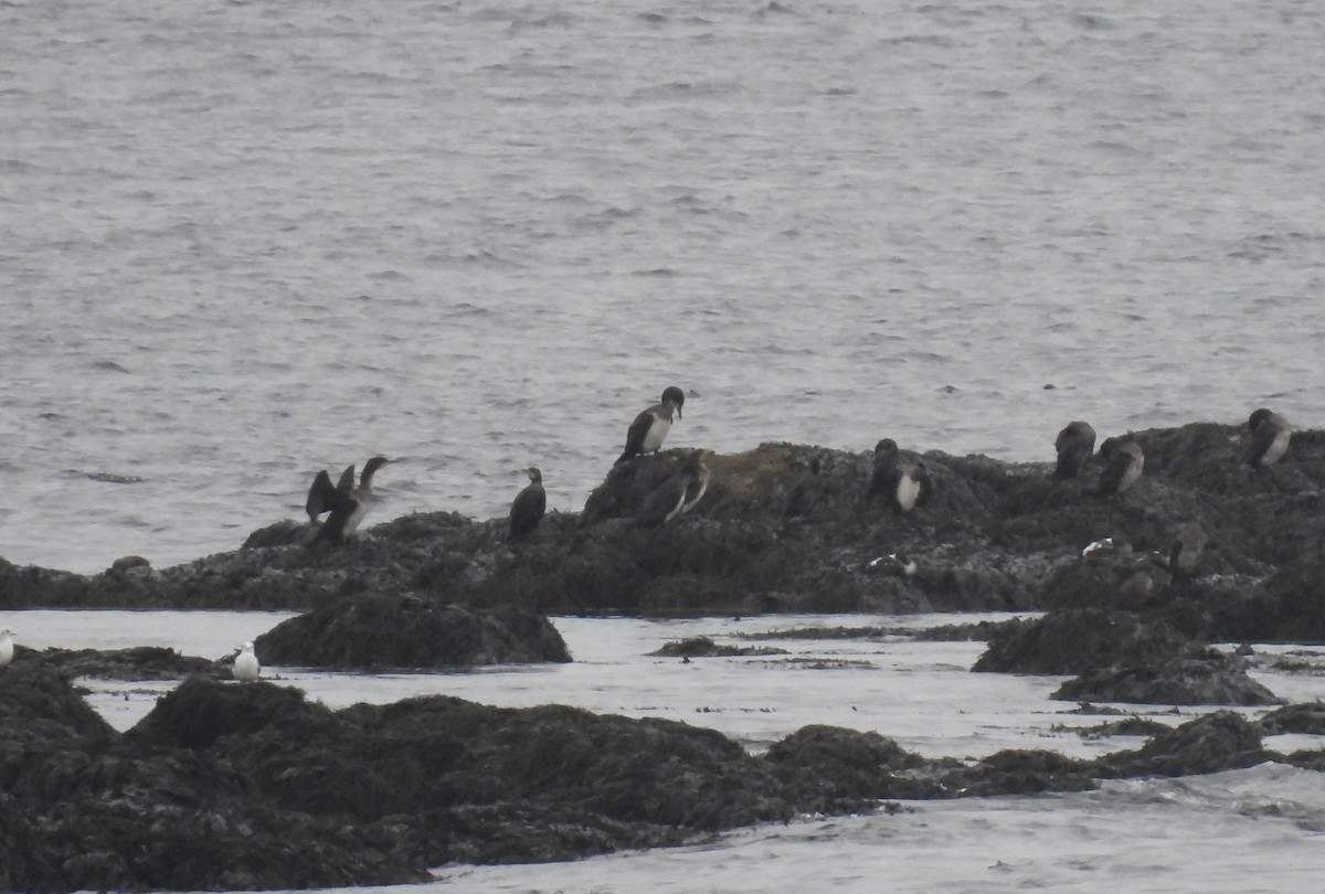 カワウ - ML642762771