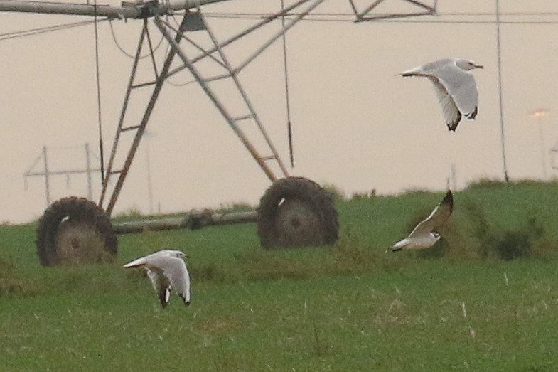 Black-headed Gull - ML642762774