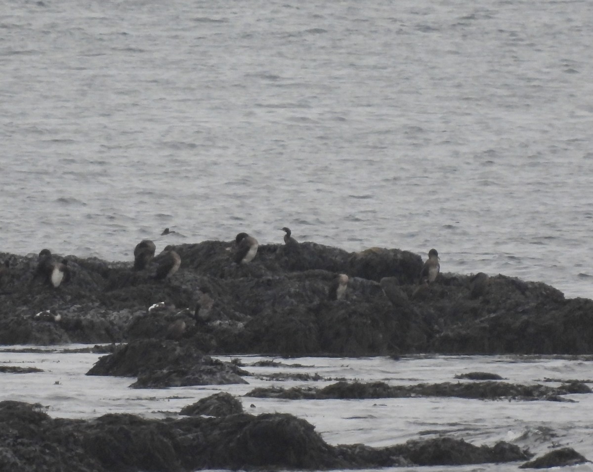 European Shag - ML642762783