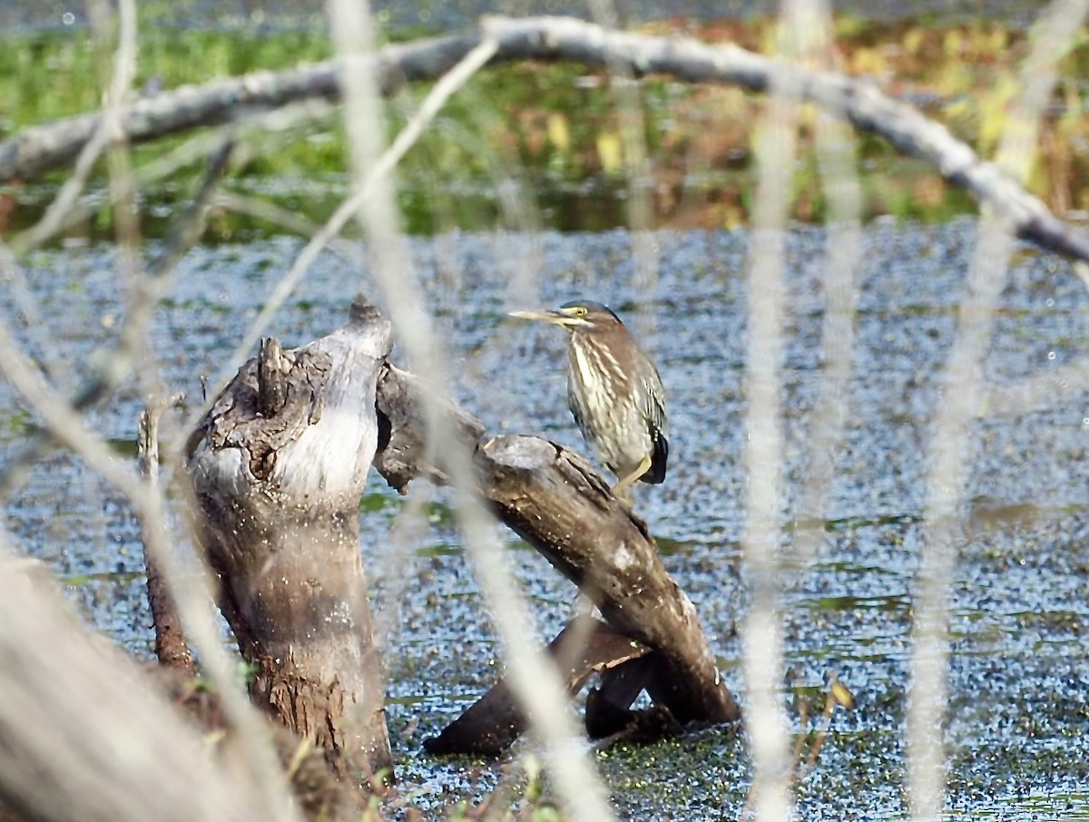 Green Heron - ML642762788