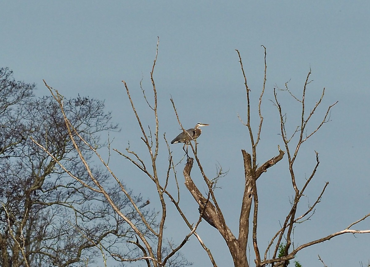 Great Blue Heron - ML642762791