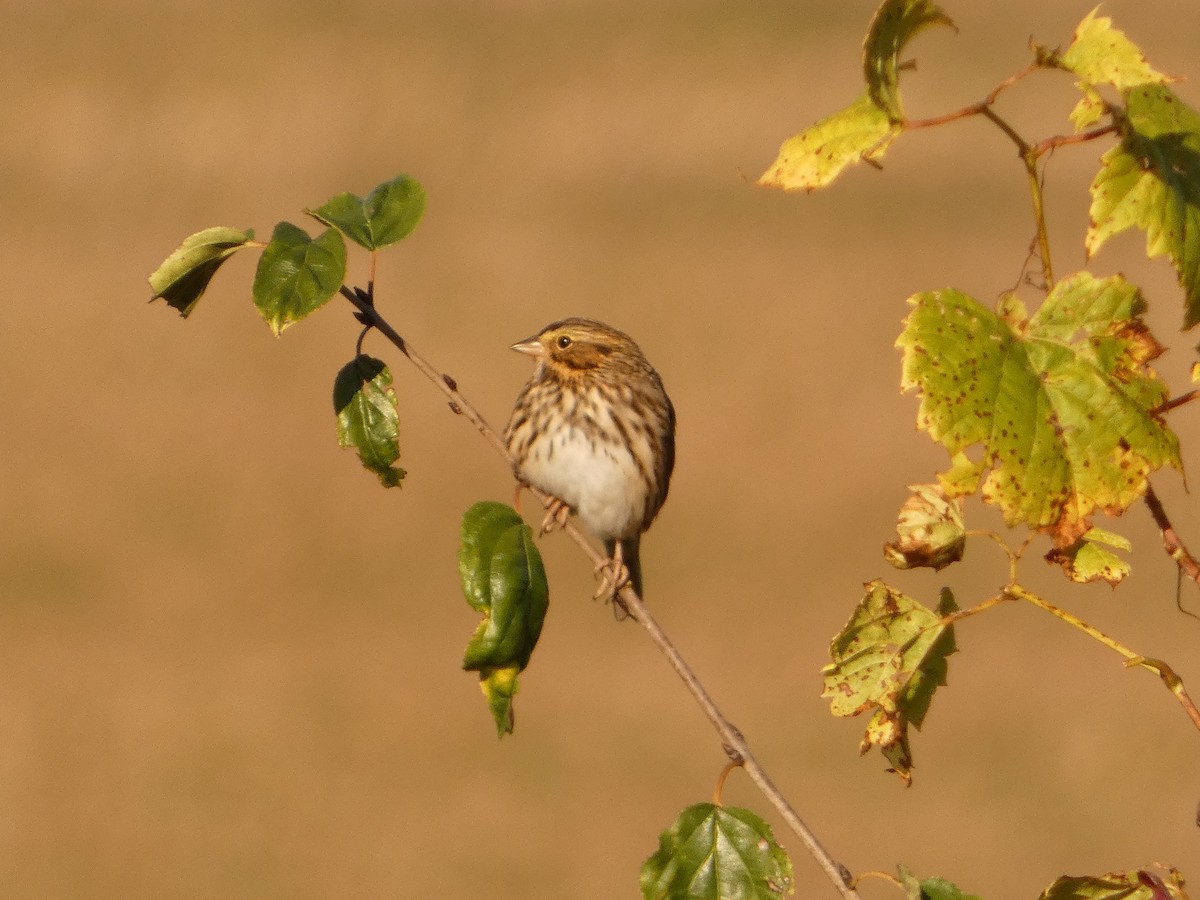 Savannah Sparrow - ML642762796