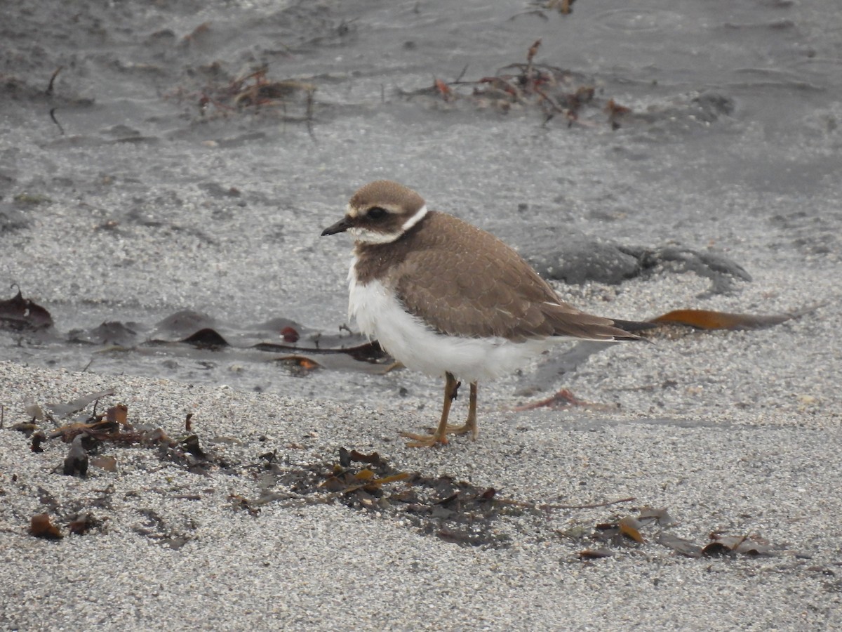 ハジロコチドリ - ML642762800