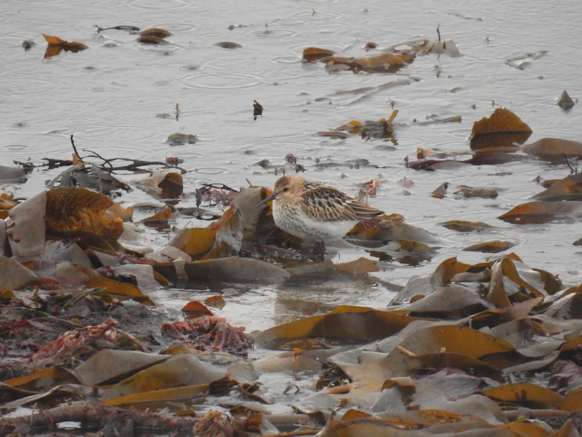 ハマシギ - ML642762803