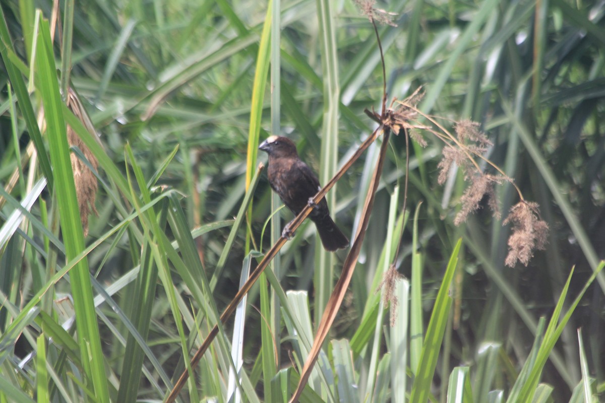Grosbeak Weaver - ML642762804