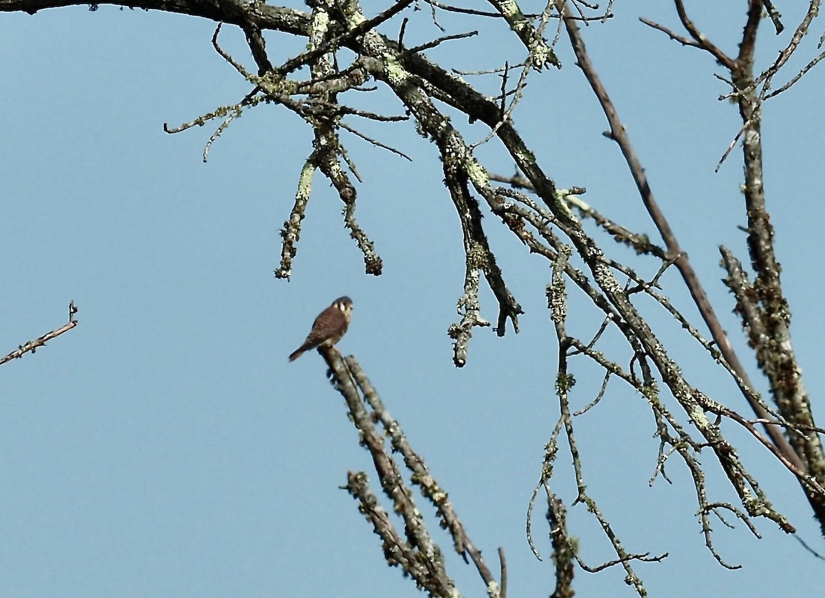 American Kestrel - ML642762805