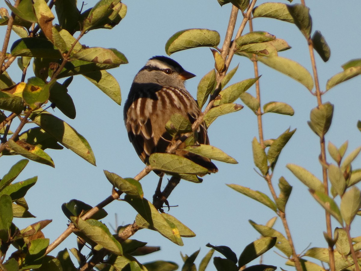 White-crowned Sparrow - ML642762807
