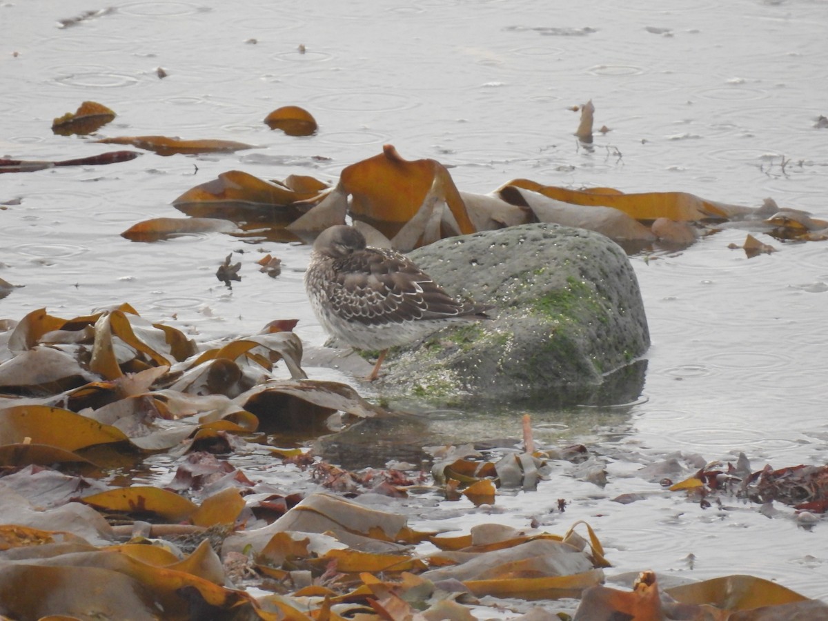 Purple Sandpiper - ML642762816