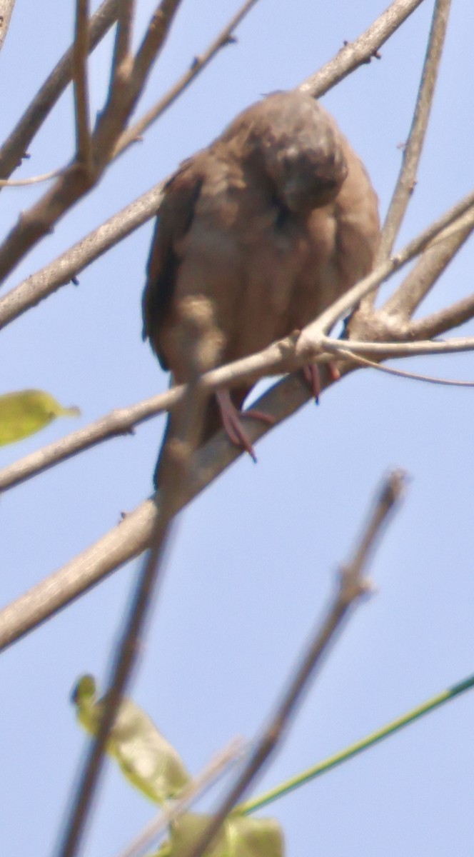 Ruddy Ground Dove - ML642762817