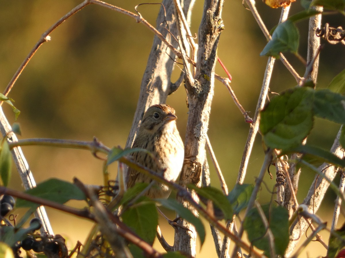 Lincoln's Sparrow - ML642762824