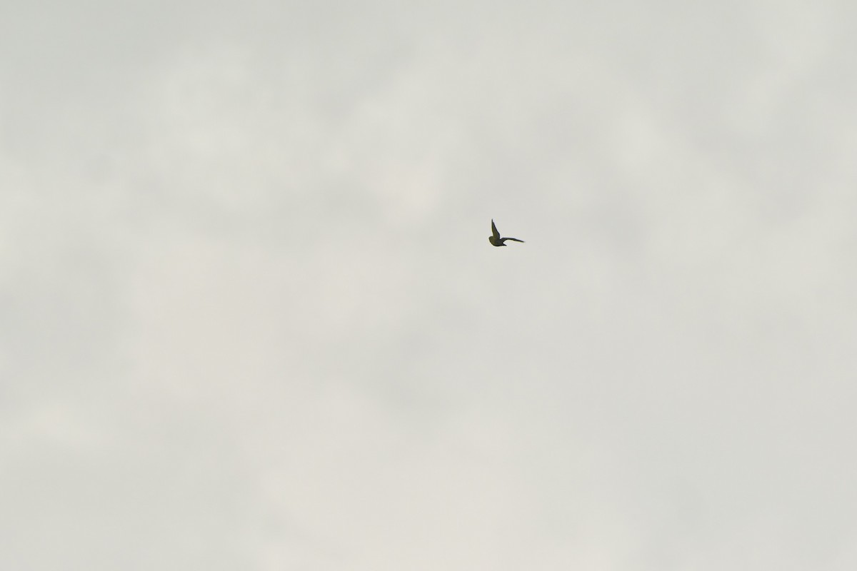 Iris Lorikeet - ML642762825