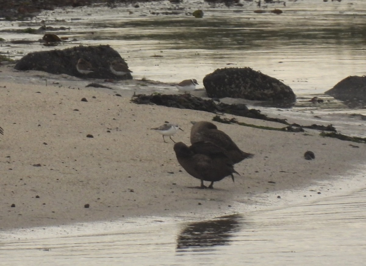 ミユビシギ - ML642762837