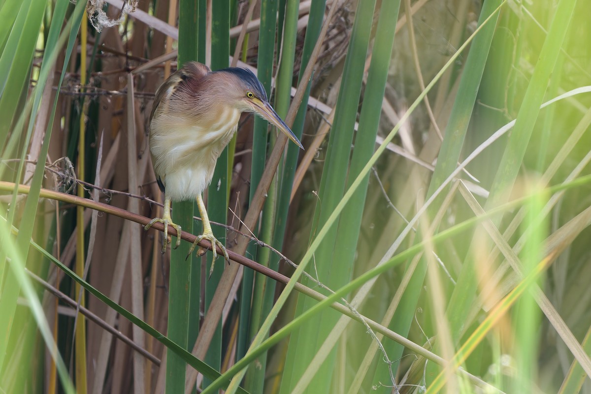 Yellow Bittern - ML642762844