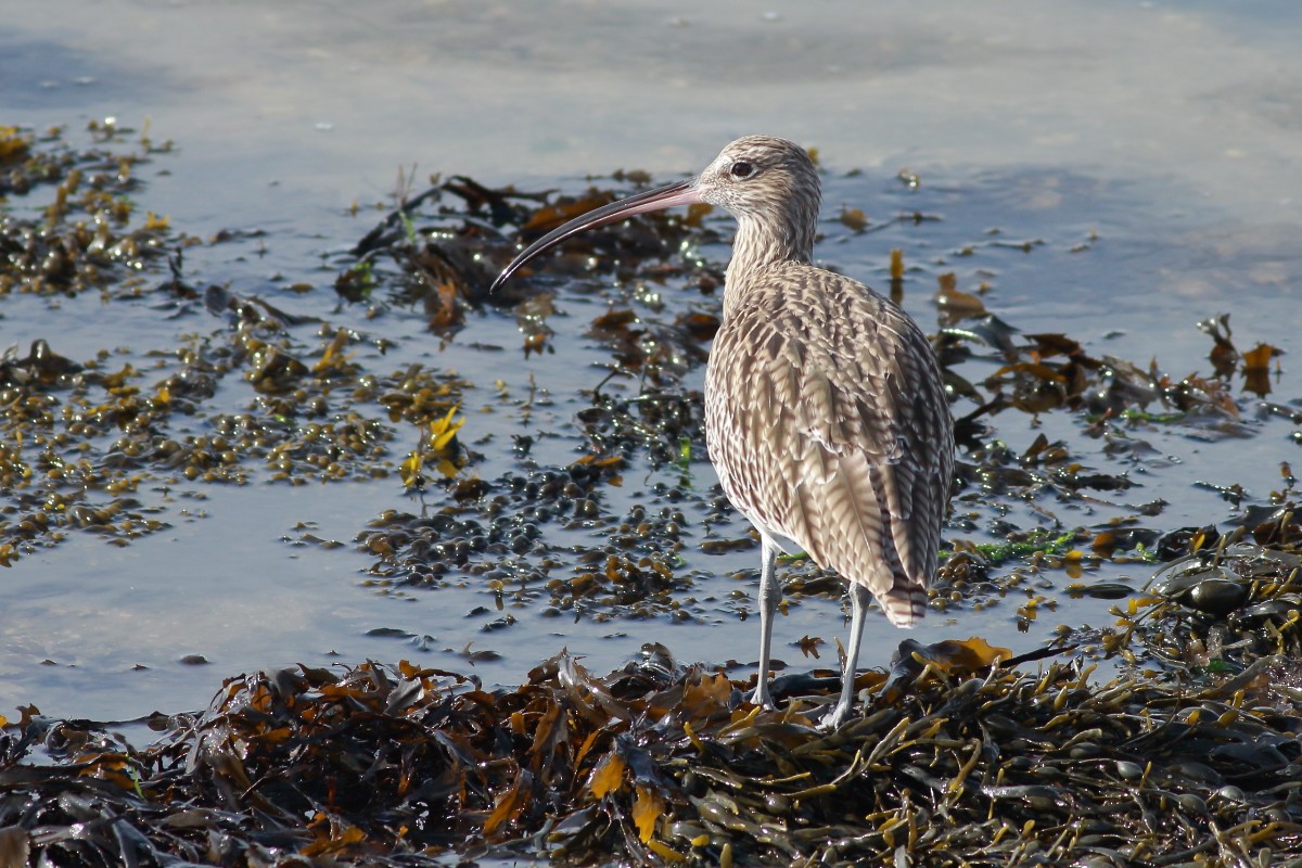 Eurasian Curlew - ML642762846