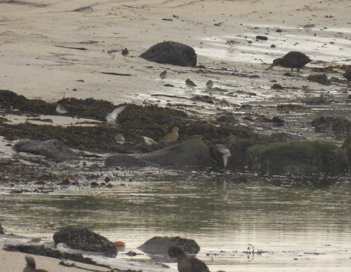 European Golden-Plover - ML642762847