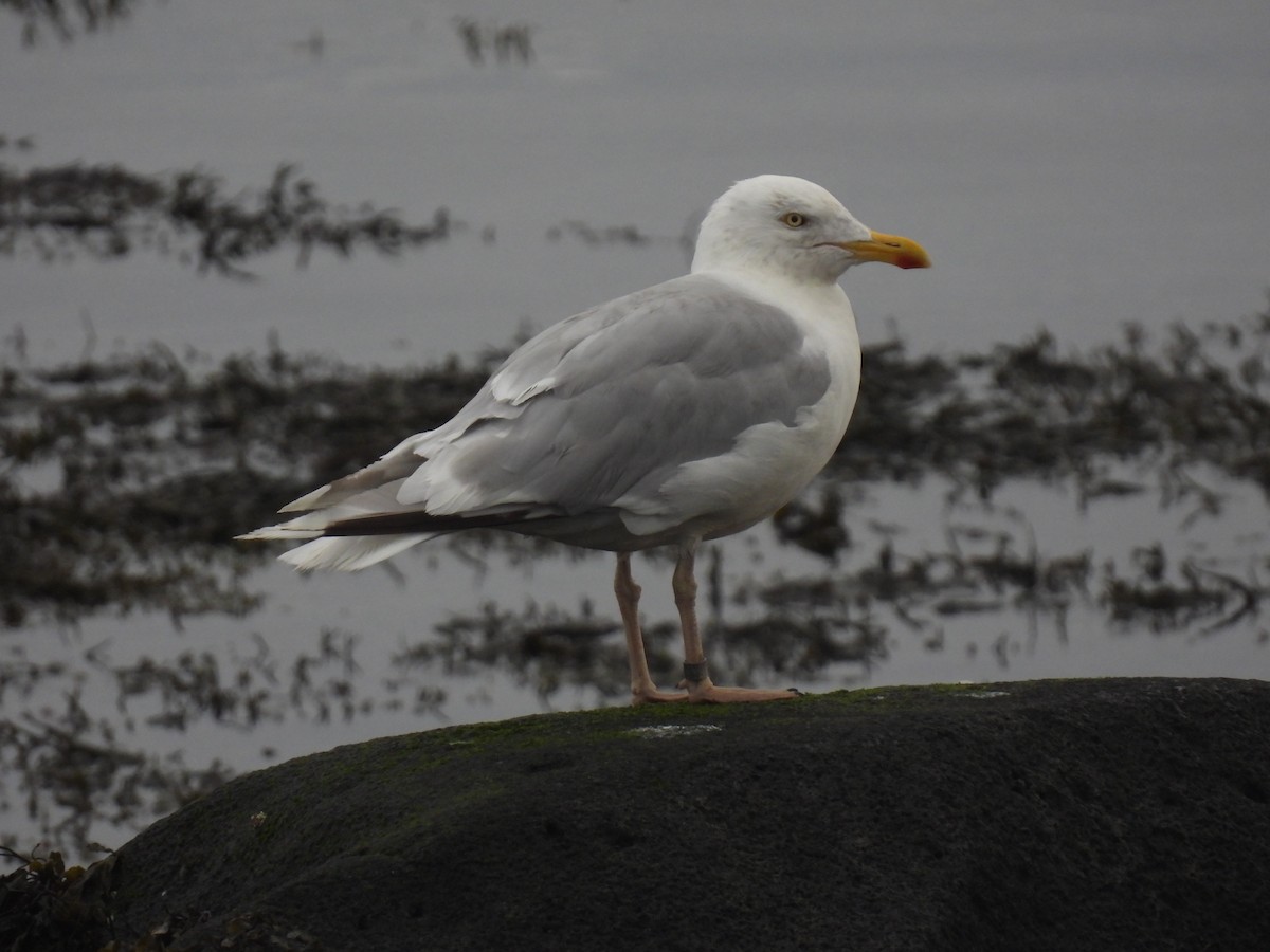 ヨーロッパセグロカモメ - ML642762854