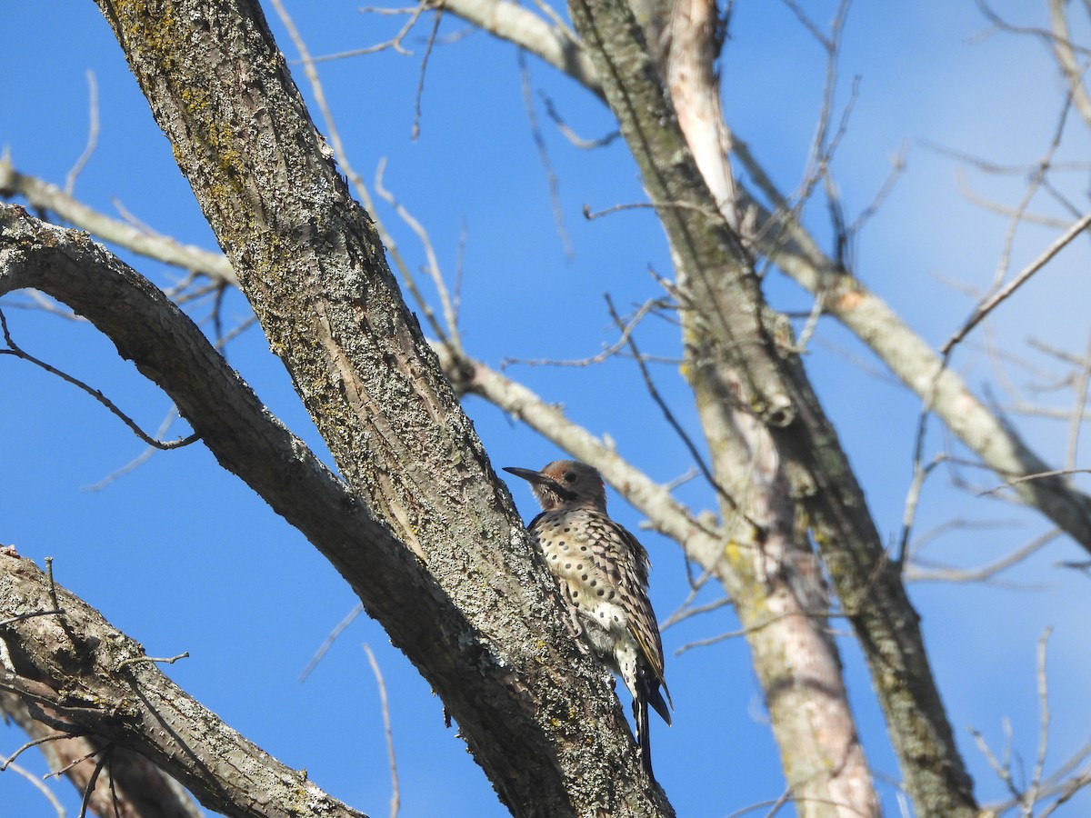 Northern Flicker - ML642762860