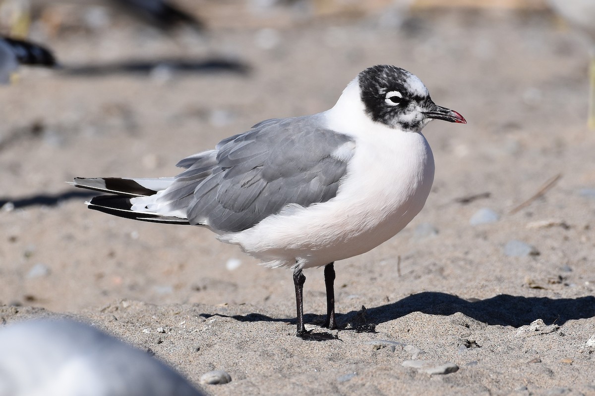 Franklin's Gull - ML642762867
