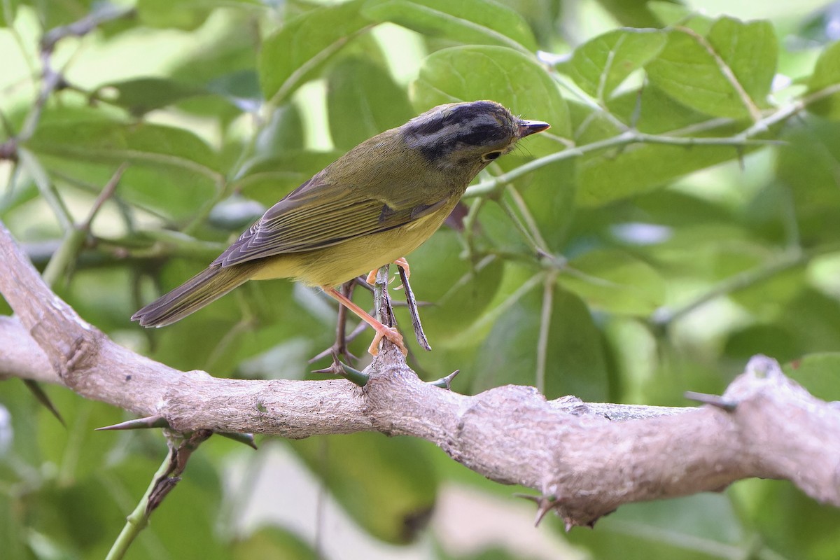 Alström's Warbler - ML642762874