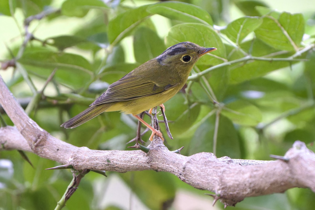 Alström's Warbler - ML642762875