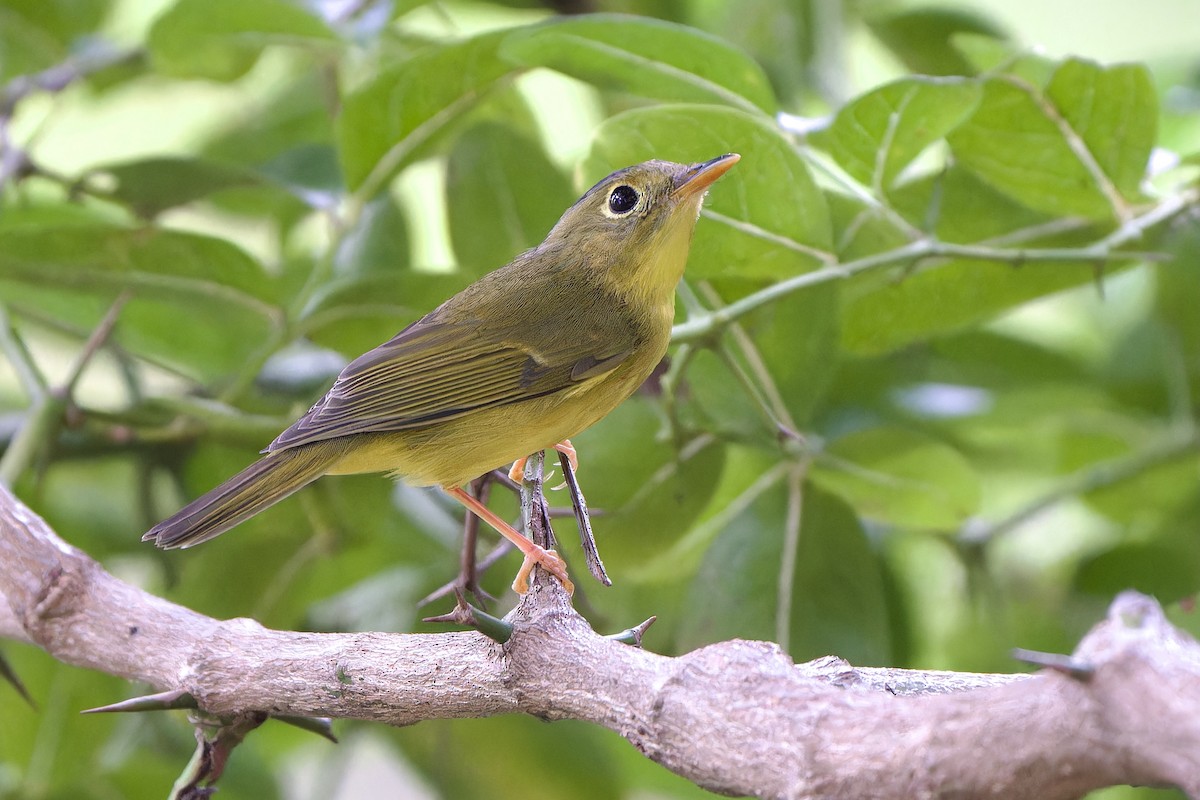 Alström's Warbler - ML642762876