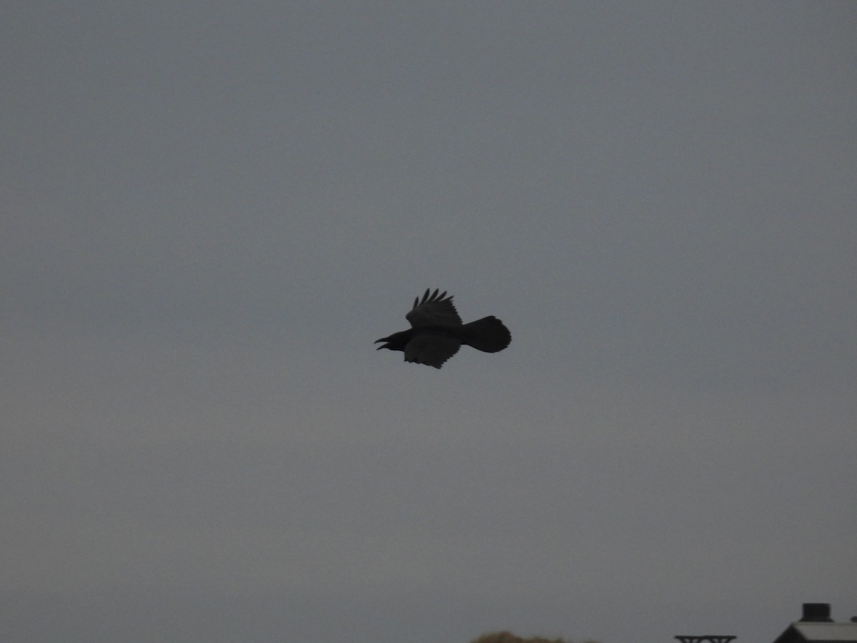 ワタリガラス - ML642762877