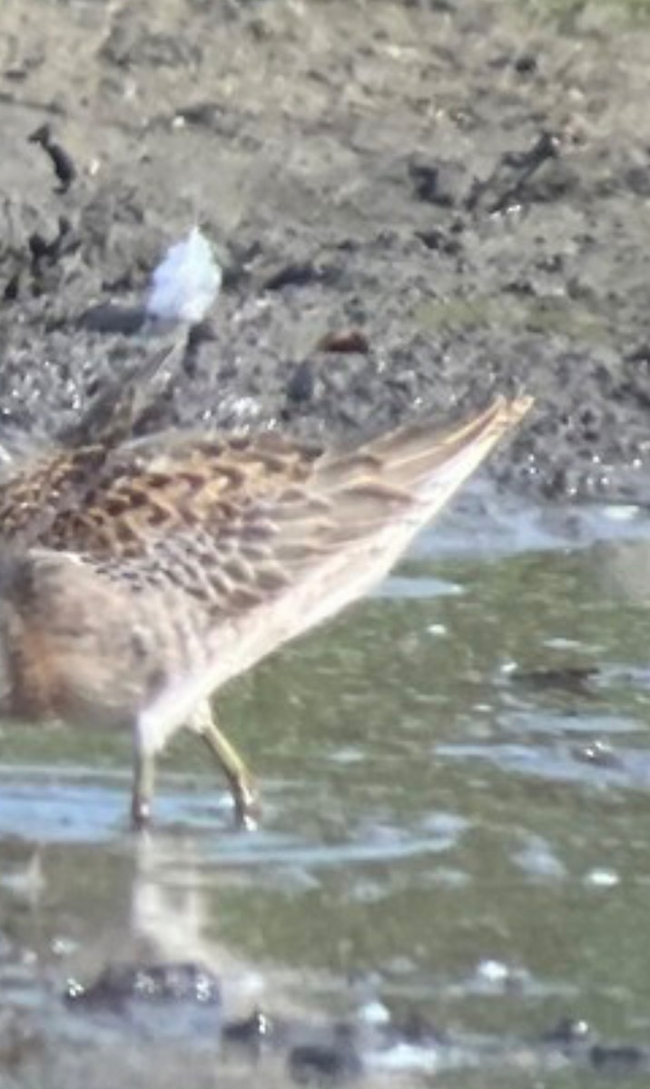 Хараалжин цууцил - ML642762884