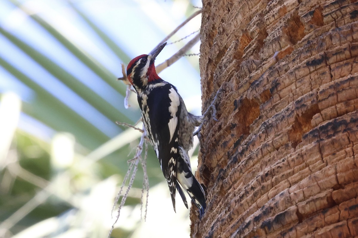Red-naped Sapsucker - ML642762888