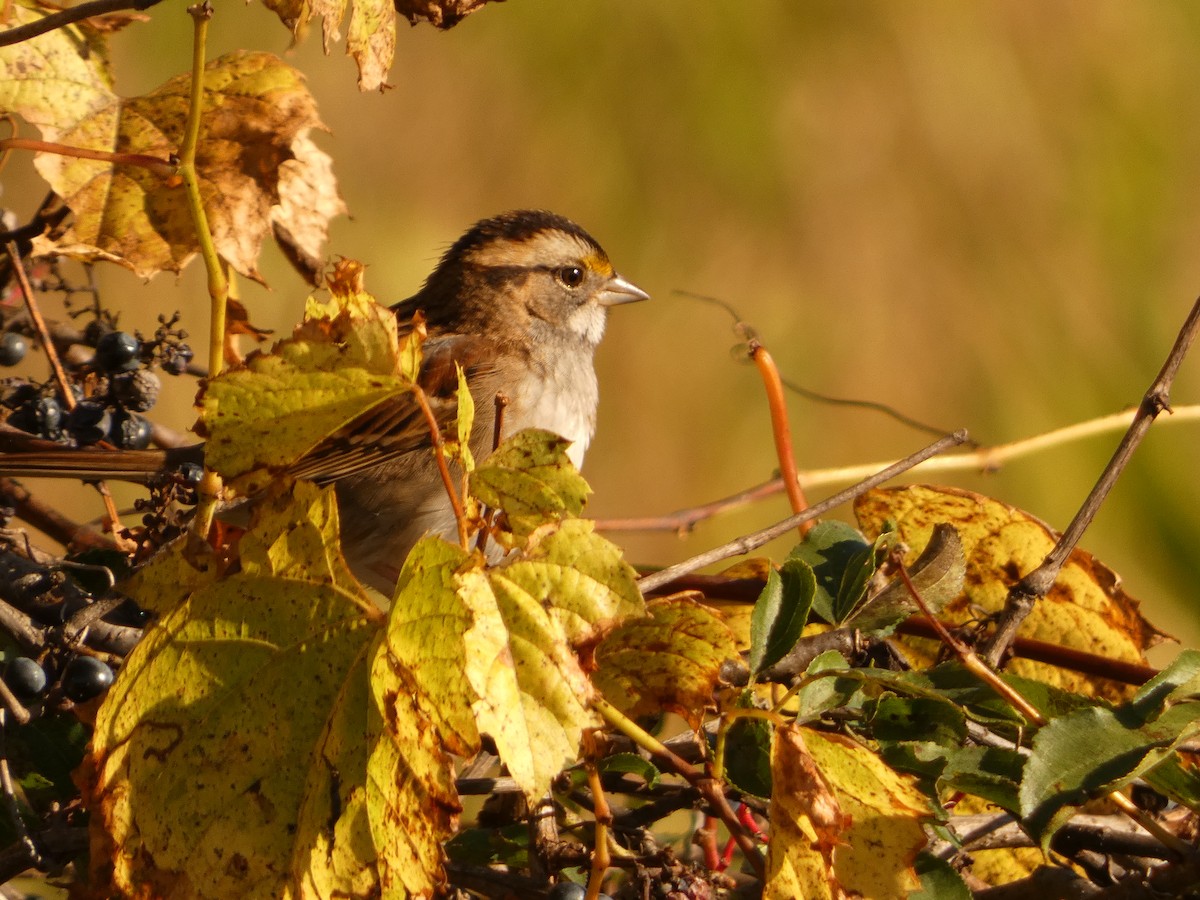 White-throated Sparrow - ML642762894