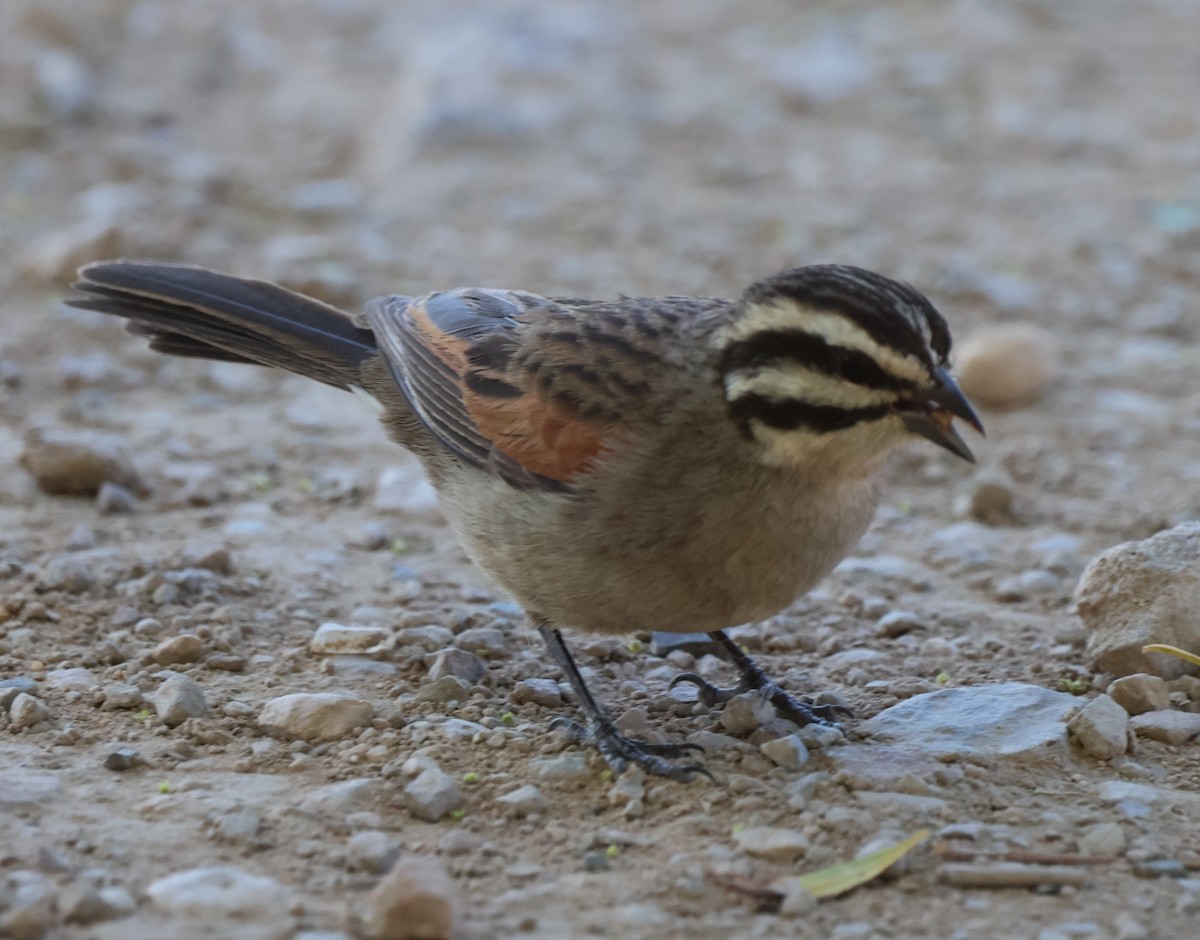 Cape Bunting (Cape) - ML642762914