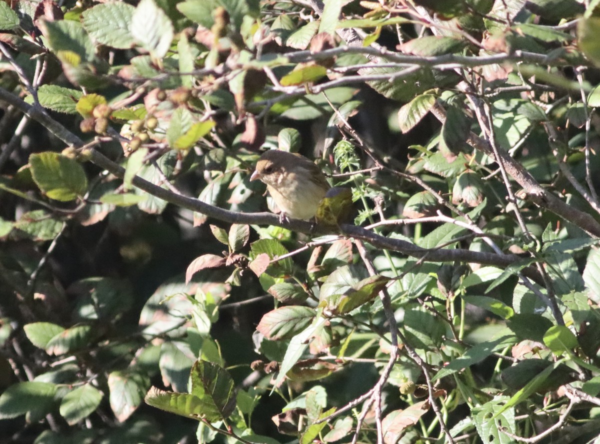 Indigo Bunting - ML642762920