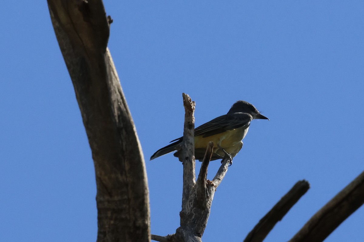Cassin's Kingbird - ML642762921