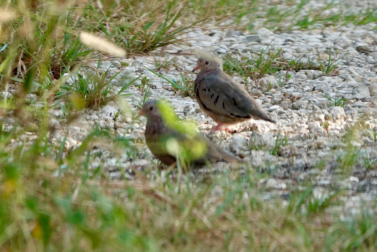 Common Ground Dove - ML642762931