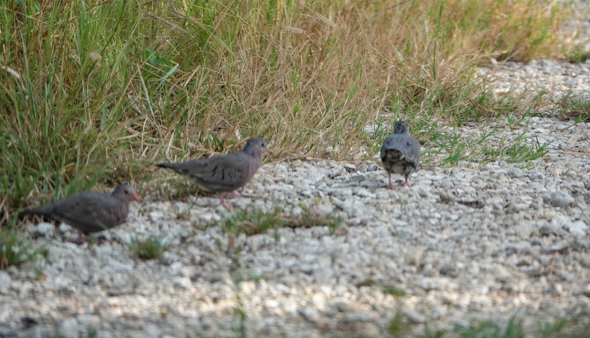 Common Ground Dove - ML642762942