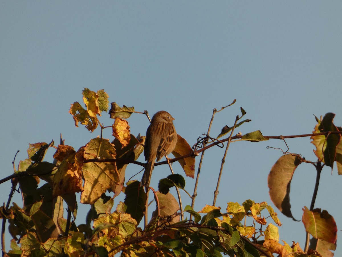 Field Sparrow - ML642762949