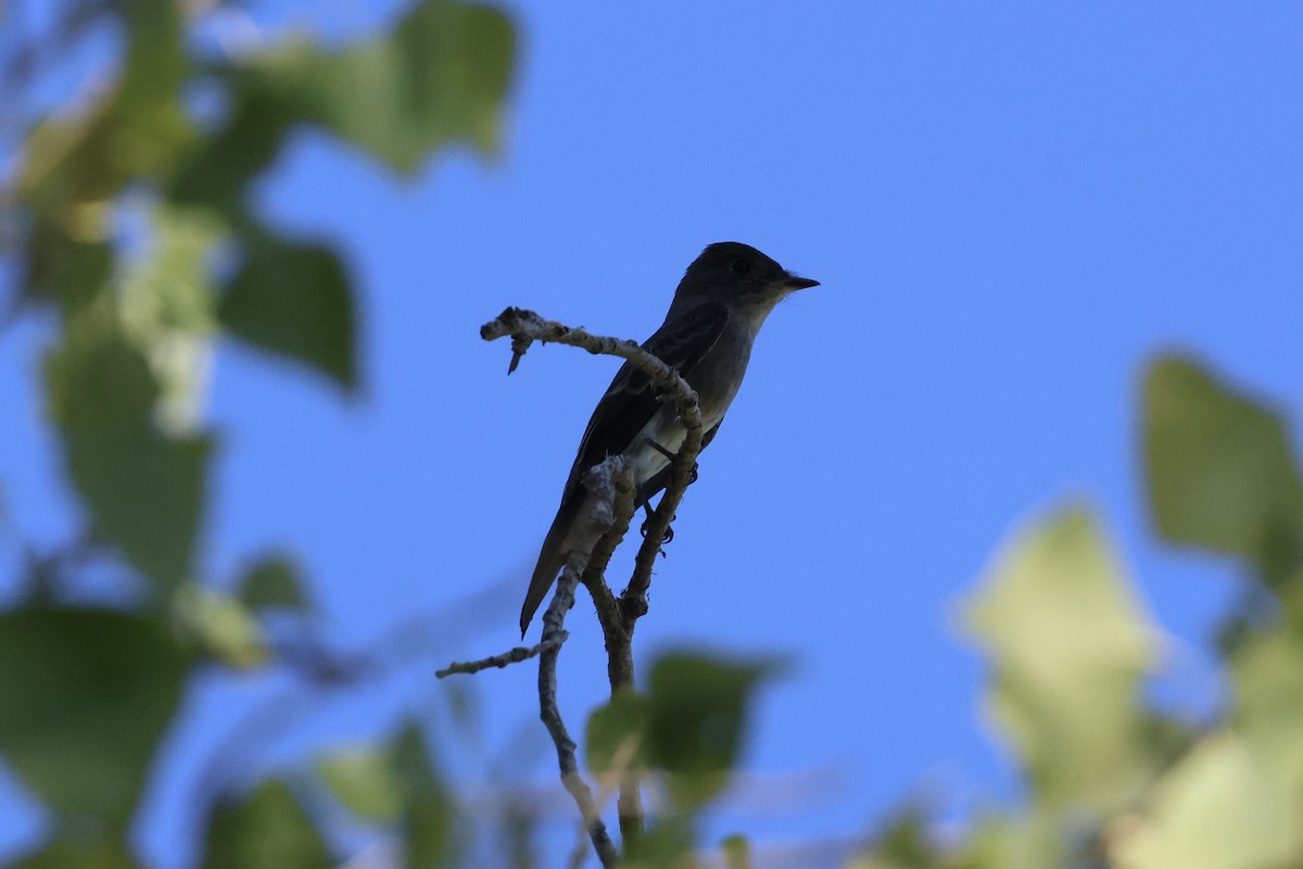 Western Wood-Pewee - ML642762952