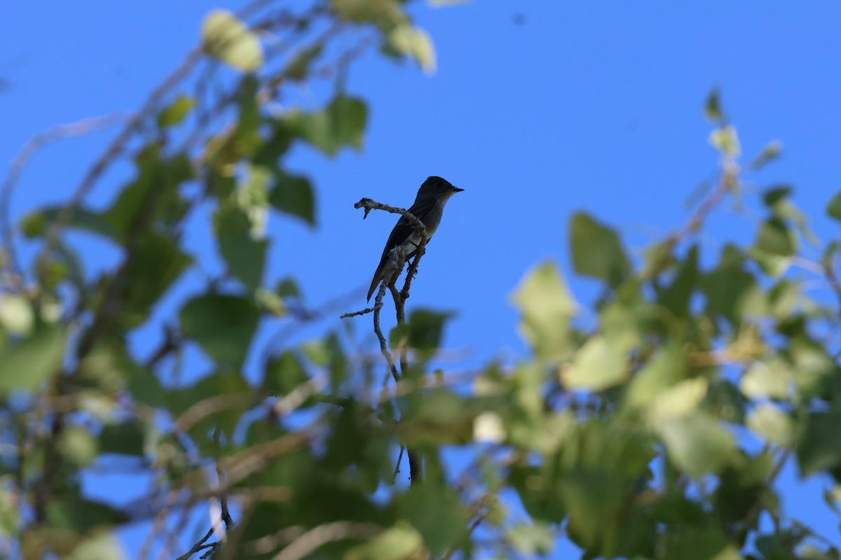 Western Wood-Pewee - ML642762953