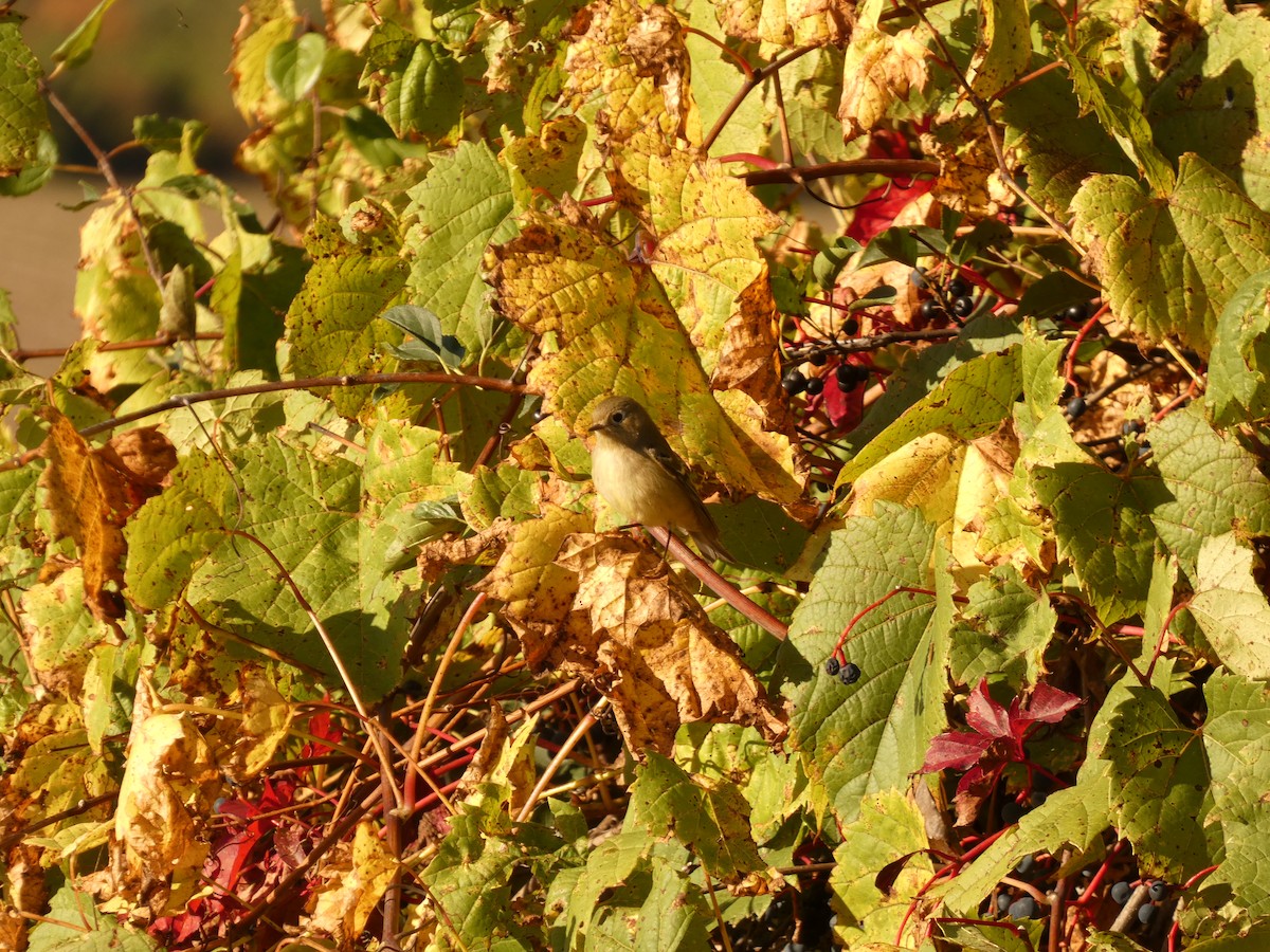 Ruby-crowned Kinglet - ML642762960