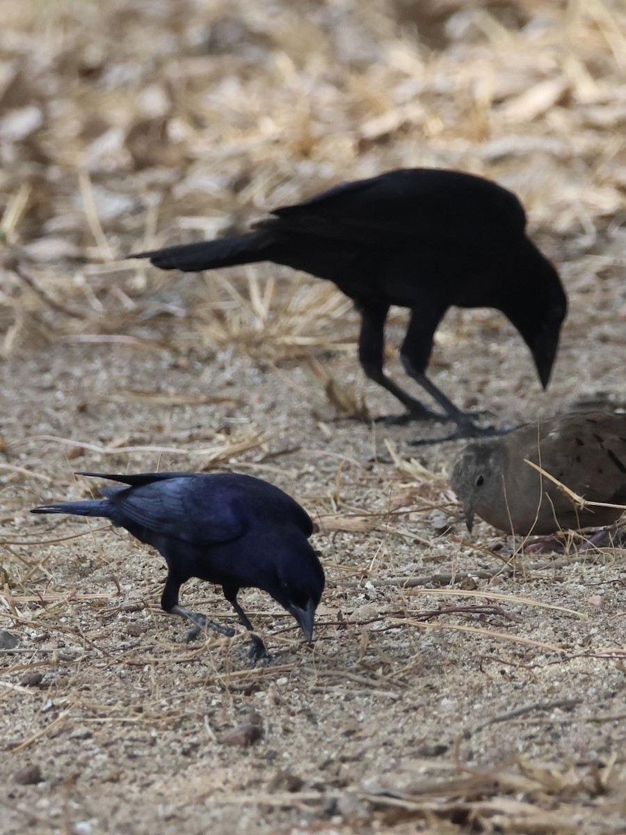 Giant Cowbird - ML642762986