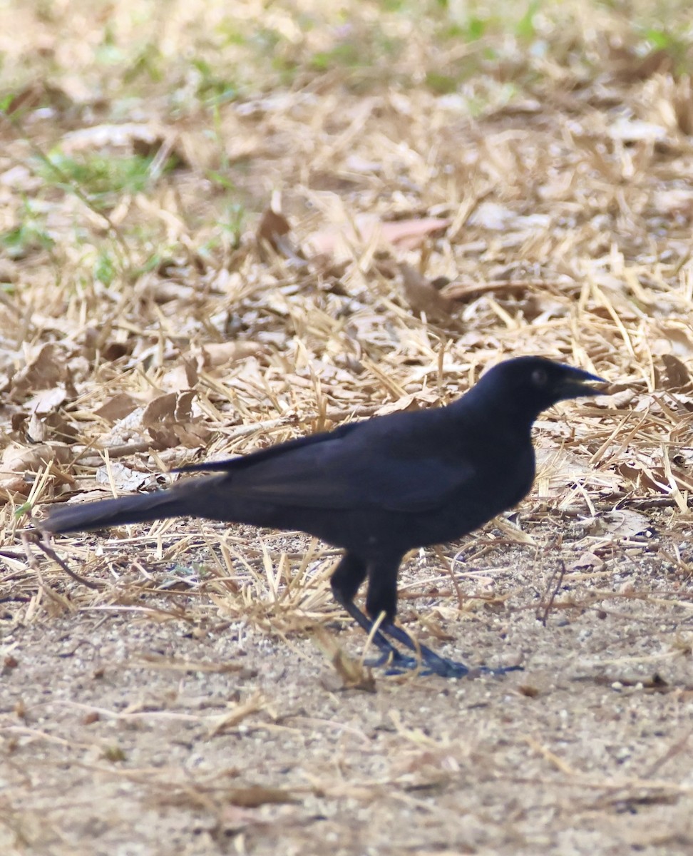 Giant Cowbird - ML642762987