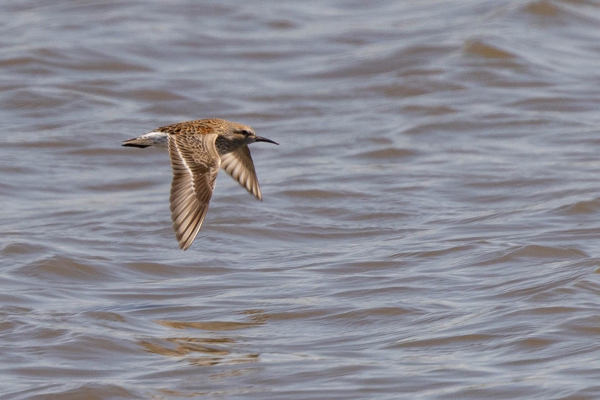 Hybride Bécasseau variable x B. à croupion blanc - ML642762995