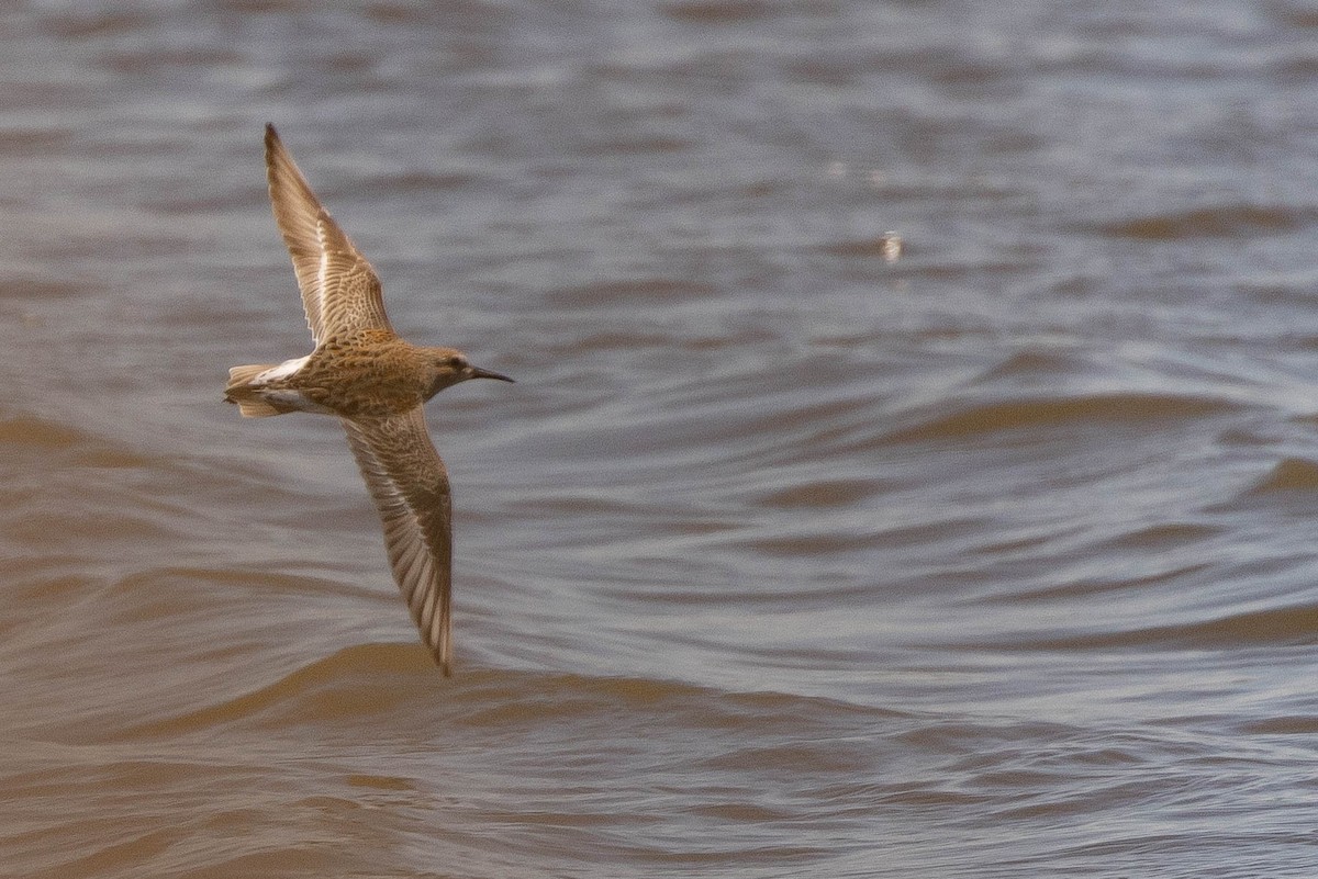 Hybride Bécasseau variable x B. à croupion blanc - ML642762996