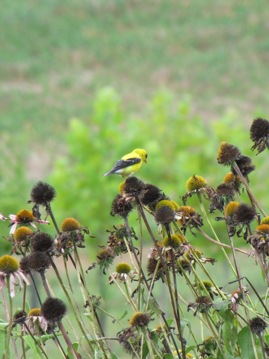 American Goldfinch - ML642762999