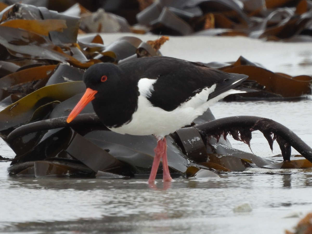 Eurasian Oystercatcher - ML642763001