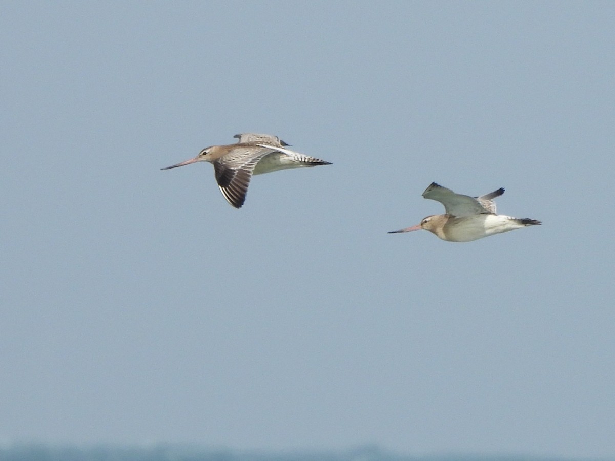 Bar-tailed Godwit - ML642763010