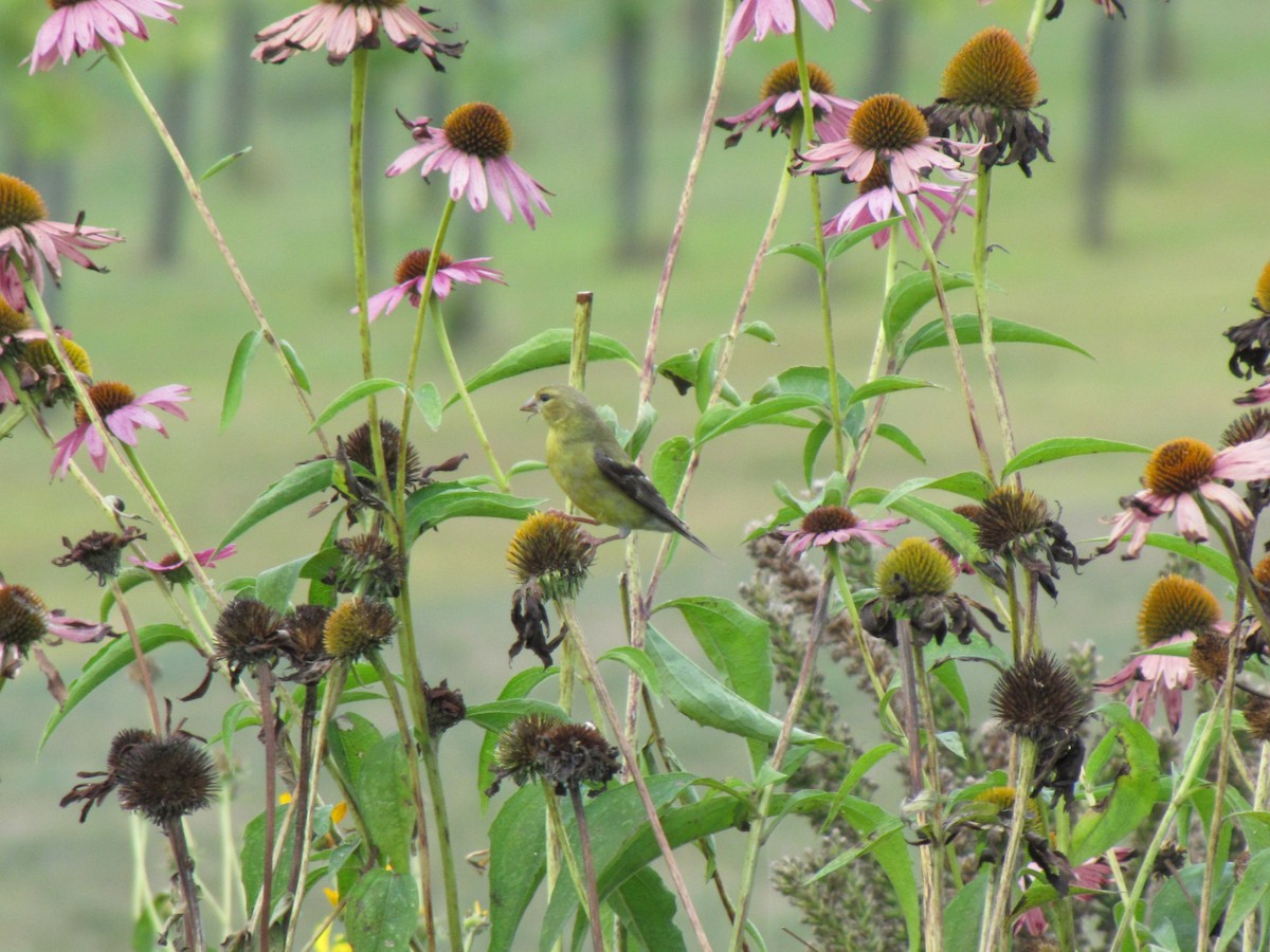 American Goldfinch - ML642763011