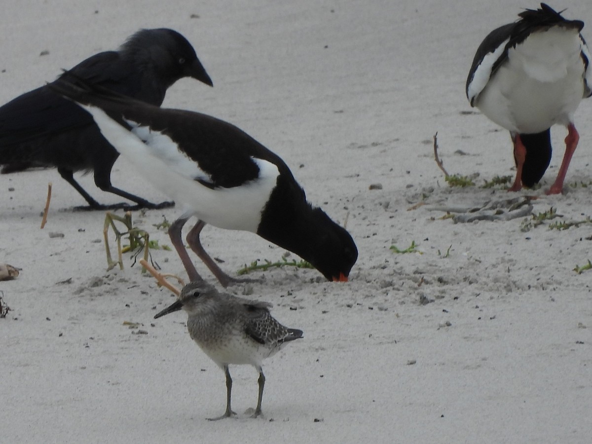Red Knot - ML642763014