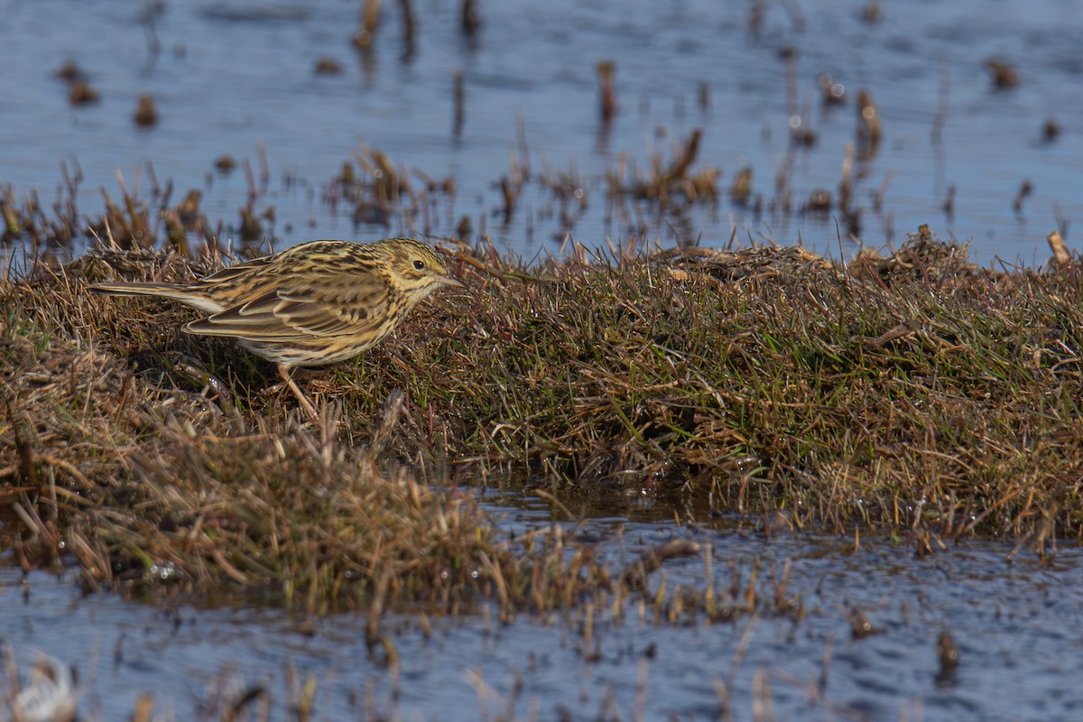 Correndera Pipit - ML642763026